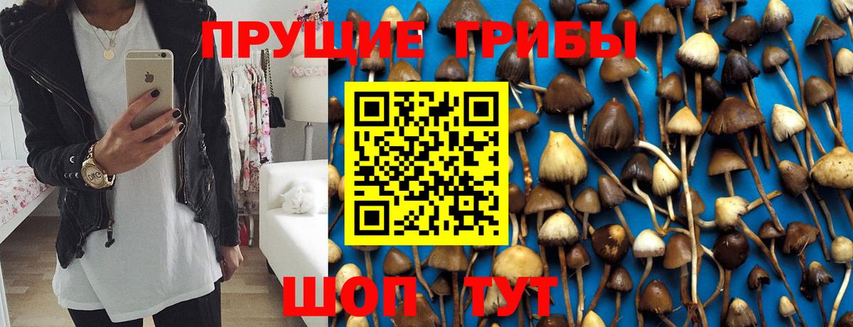 Галлюциногенные грибы Cubensis Кудымкар